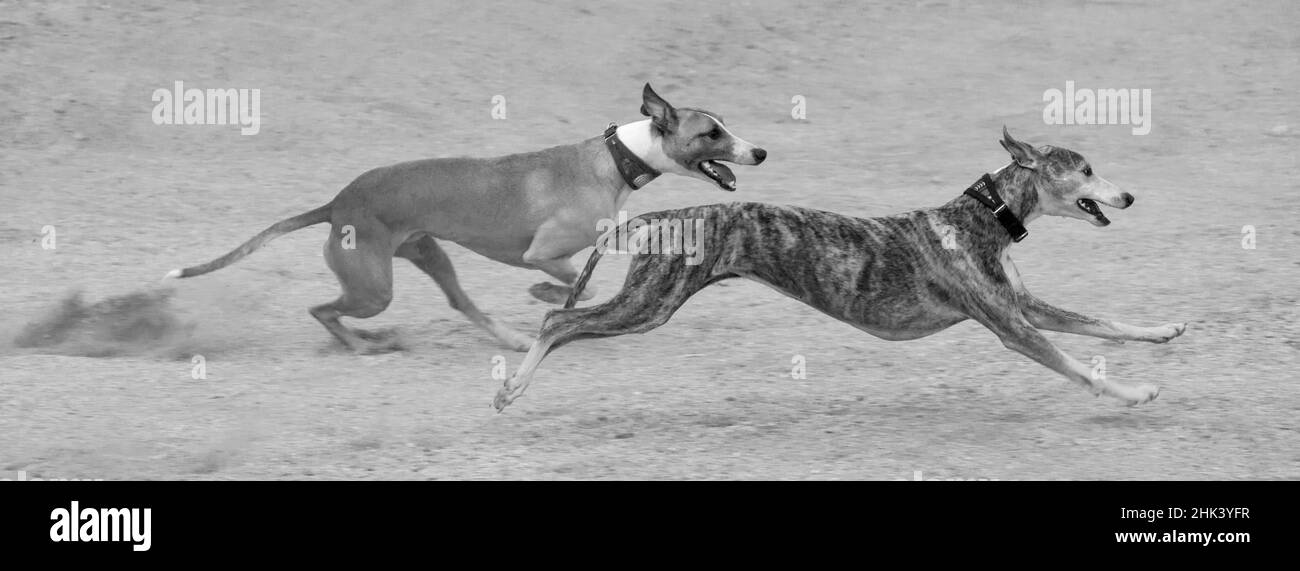 Whippets in motion Stock Photo
