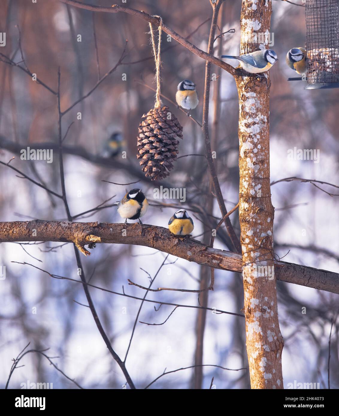 Birds eating in winter. Two birds sitting on a branch and looking at a cone. Cyanistes caeruleus and Parus major. Stock Photo