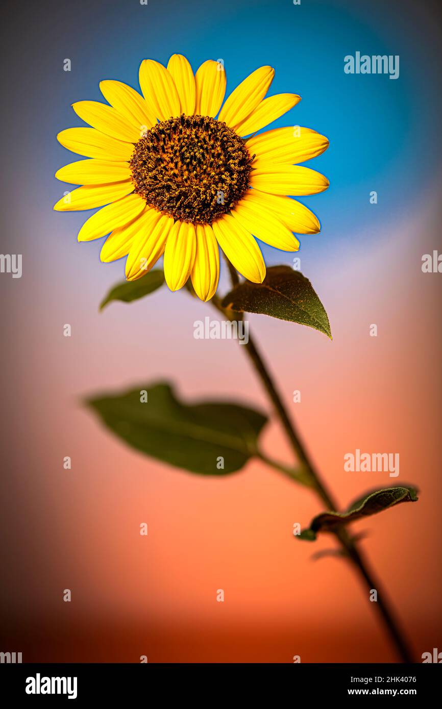 Wild sunflower colorado hires stock photography and images Alamy