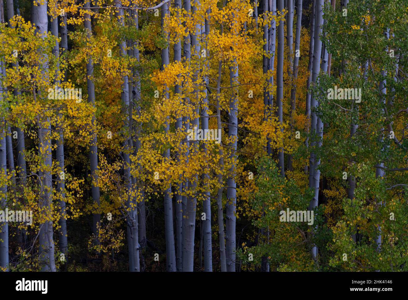Aspen trees painting hi-res stock photography and images - Alamy