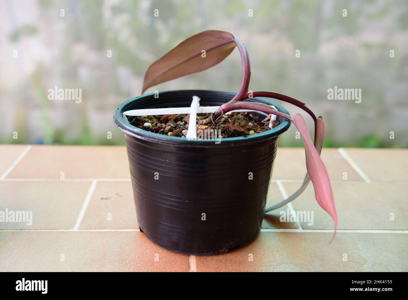 Dieffenbachia hi-res stock photography and images - Alamy