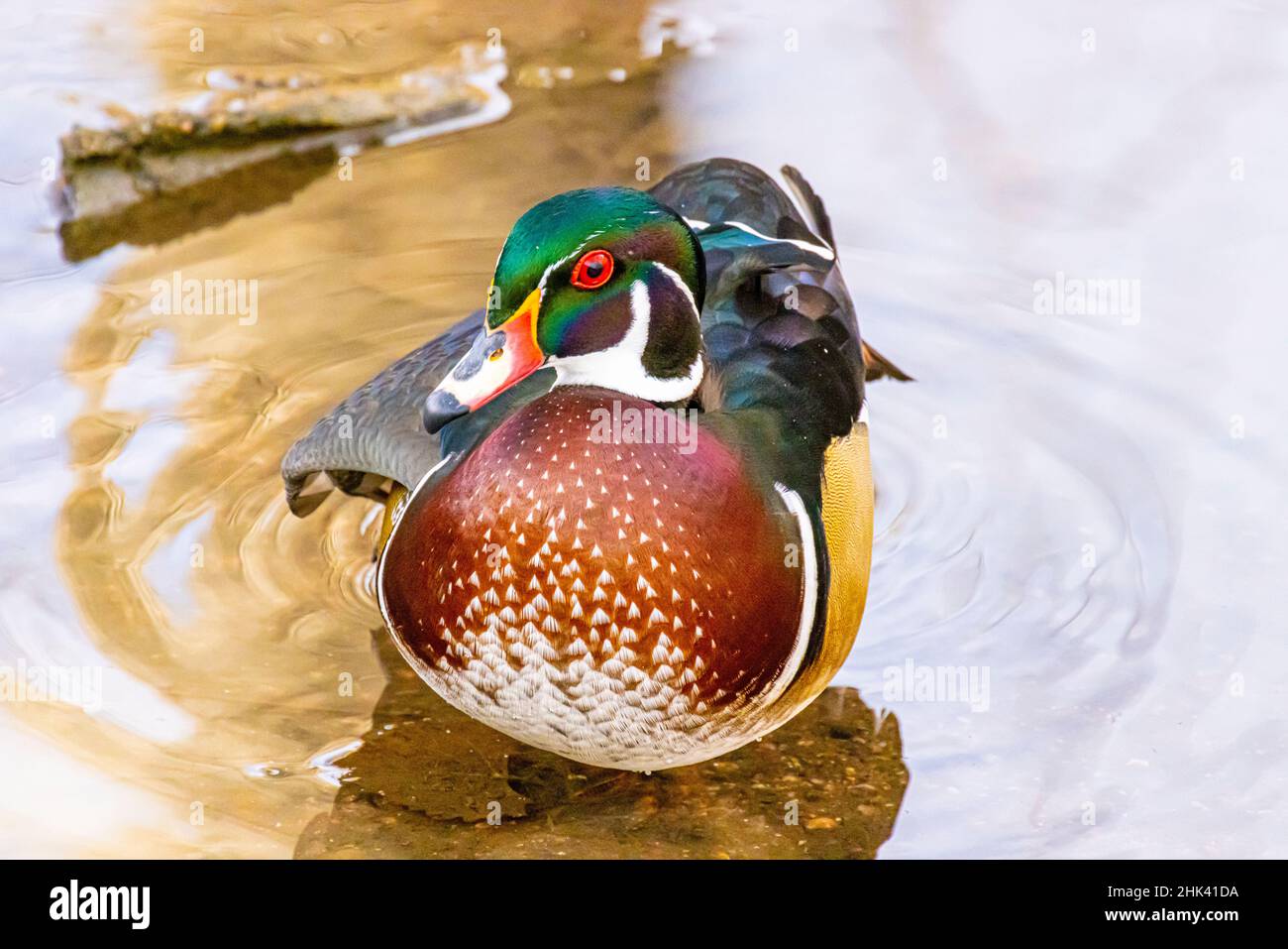 USA, Colorado, Fort Collins. Male American wood duck in water. Stock Photo