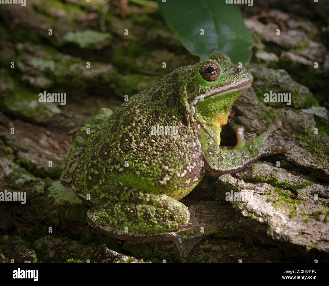 Barking tree frog on live oak tree, Hyla gratiosa, Florida Stock Photo
