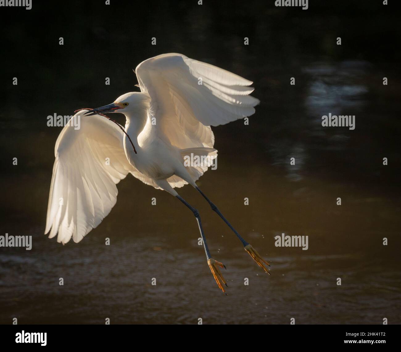 USA, Florida. Snowy egret flying up to nest. Stock Photo