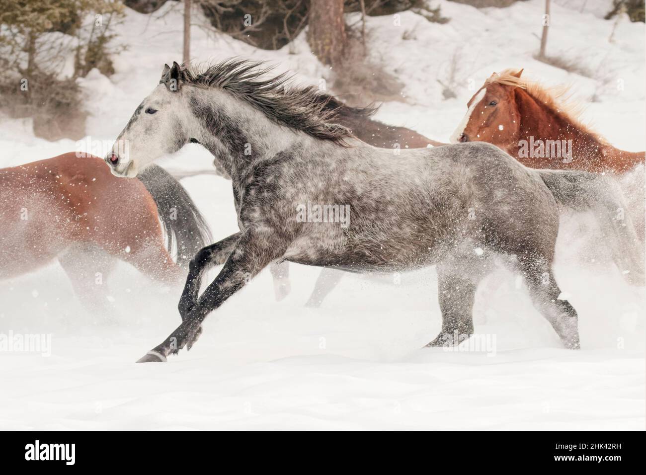 Horse roundup in winter, Kalispell, Montana Equus ferus caballus Stock Photo