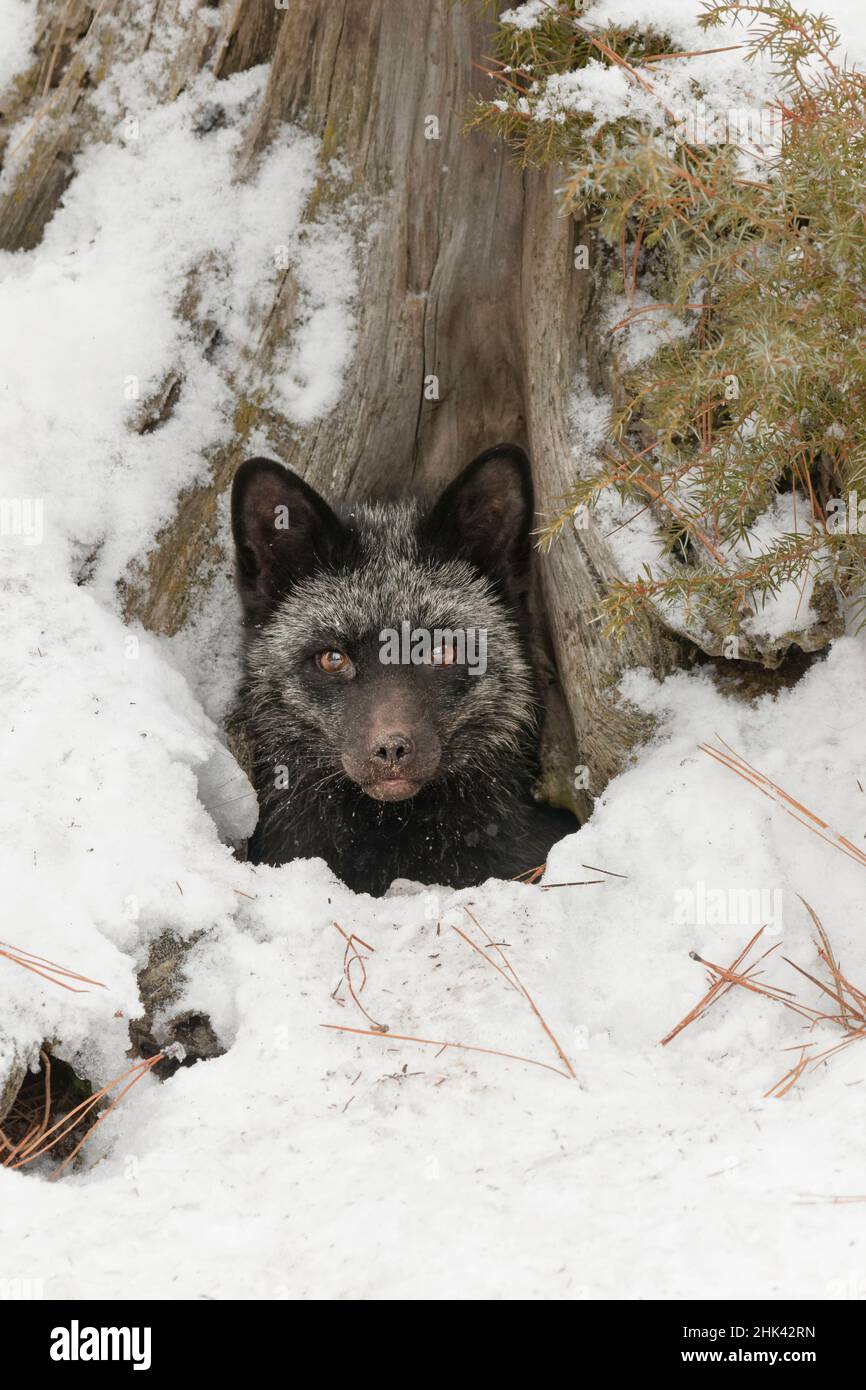 Silver Fox a melanistic form of the red fox, Vulpes vulpes. (Captive) Montana Stock Photo