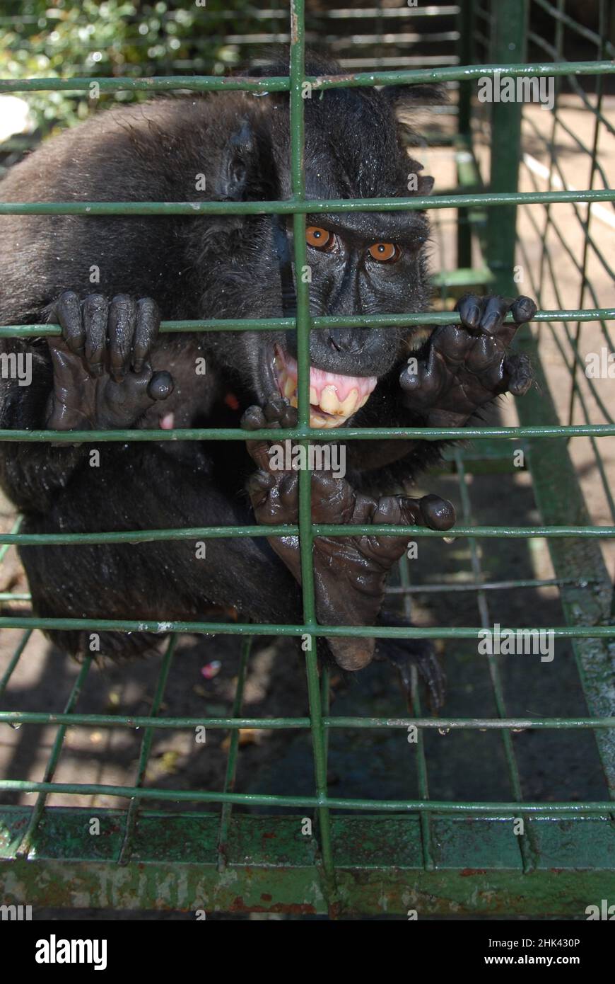 Celebes Crested Macaque, Macaca nigra, in cage, Critically Endangered. private zoo, Bitung, Sulawesi, Indonesia Stock Photo