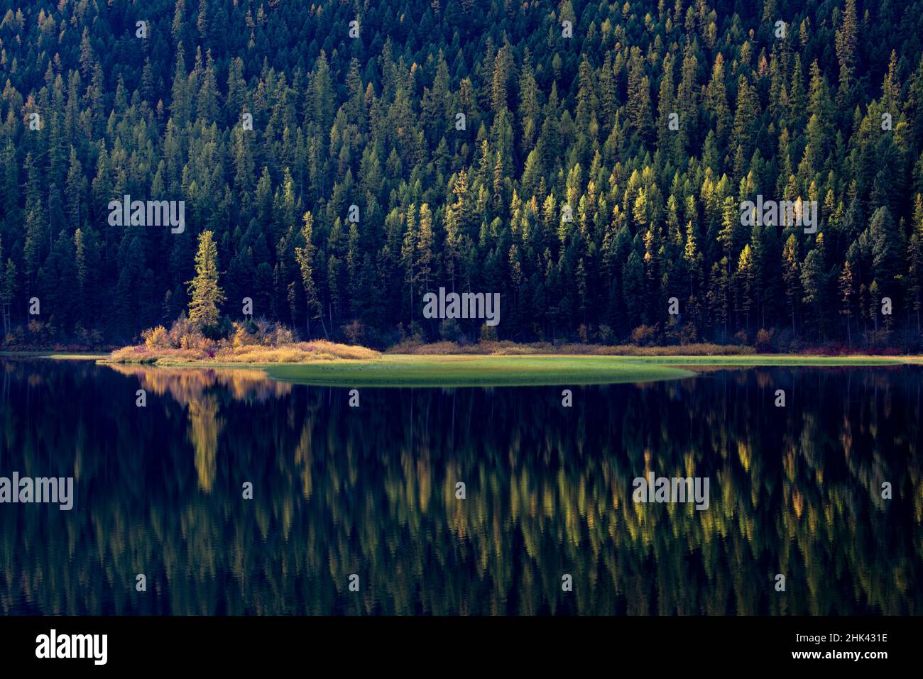 USA, Montana. Lone pine on island of green with reflections, Salmon