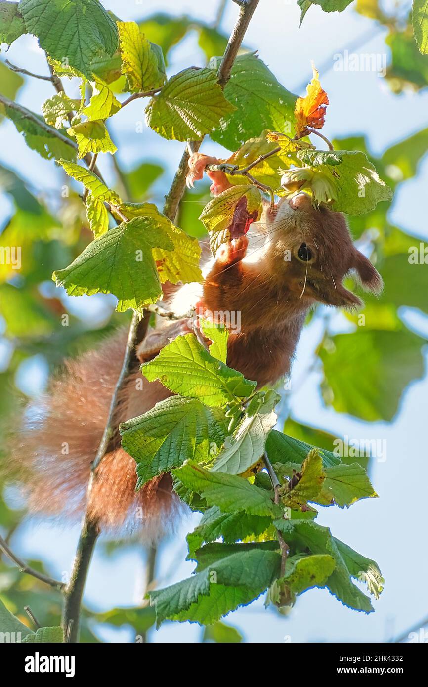 Red european squirrel collecting hazelnuts in tree Stock Photo
