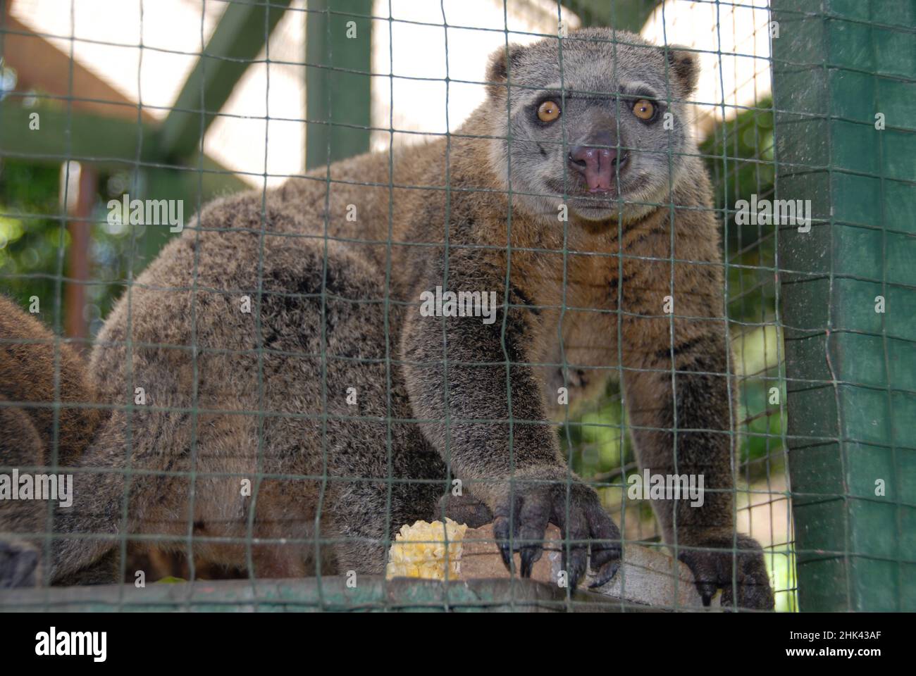 Sulawesi Bear Cuscus, Ailurops ursinus, in cage, Vulnerable, endemic to Sulawesi, private zoo, Bitung, Sulawesi, Indonesia Stock Photo