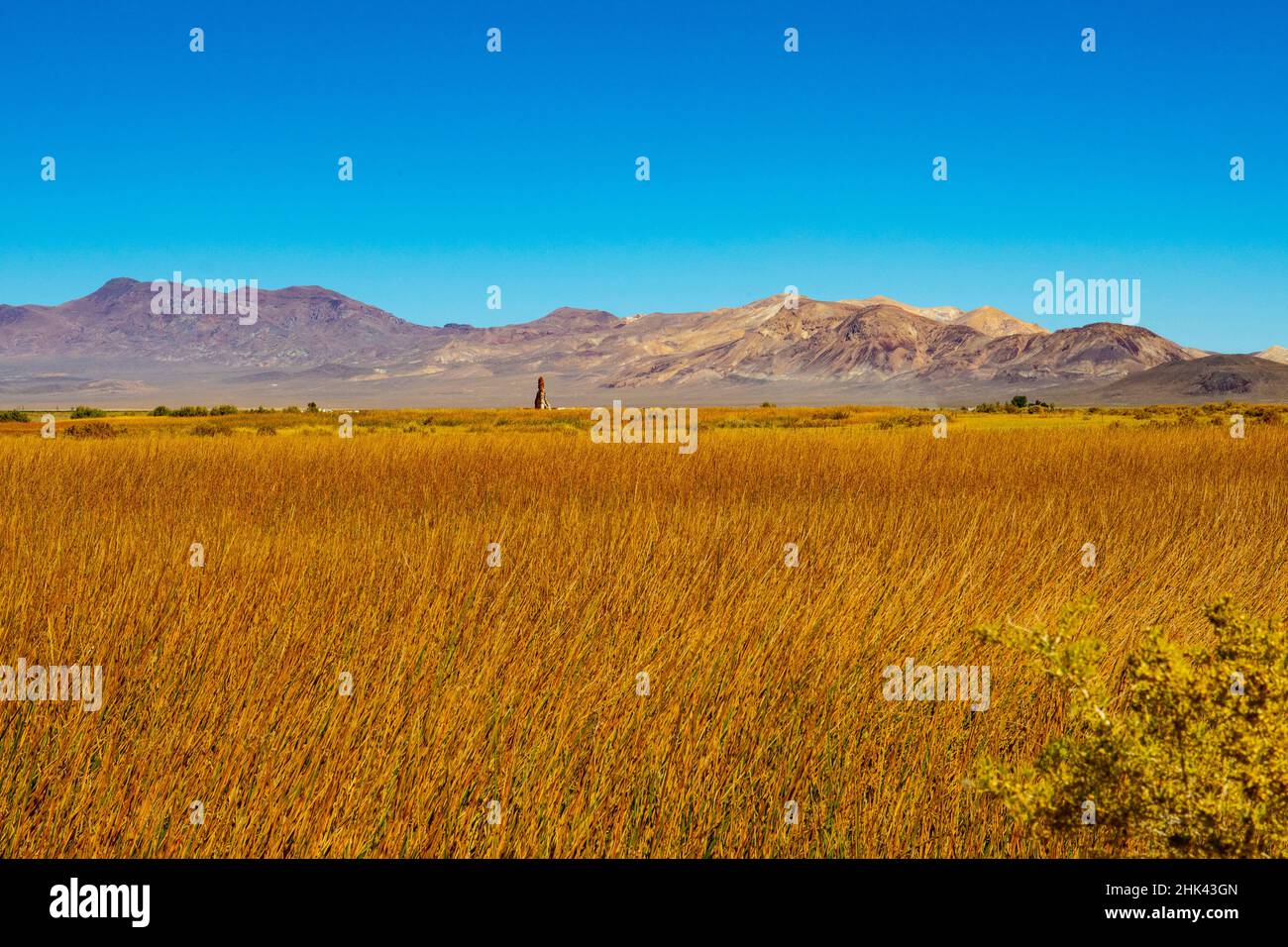 USA, Nevada, Black Rock Desert, wetland grasses at Fly Ranch framed by Calico Hills Stock Photo