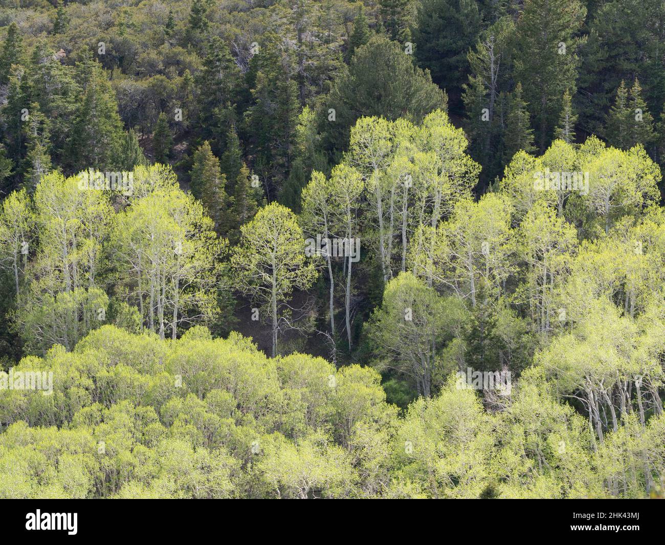 Aspen grove from Mather Overlook, Wheeler Peak Scenic Drive, Great Basin National Park, Nevada Stock Photo