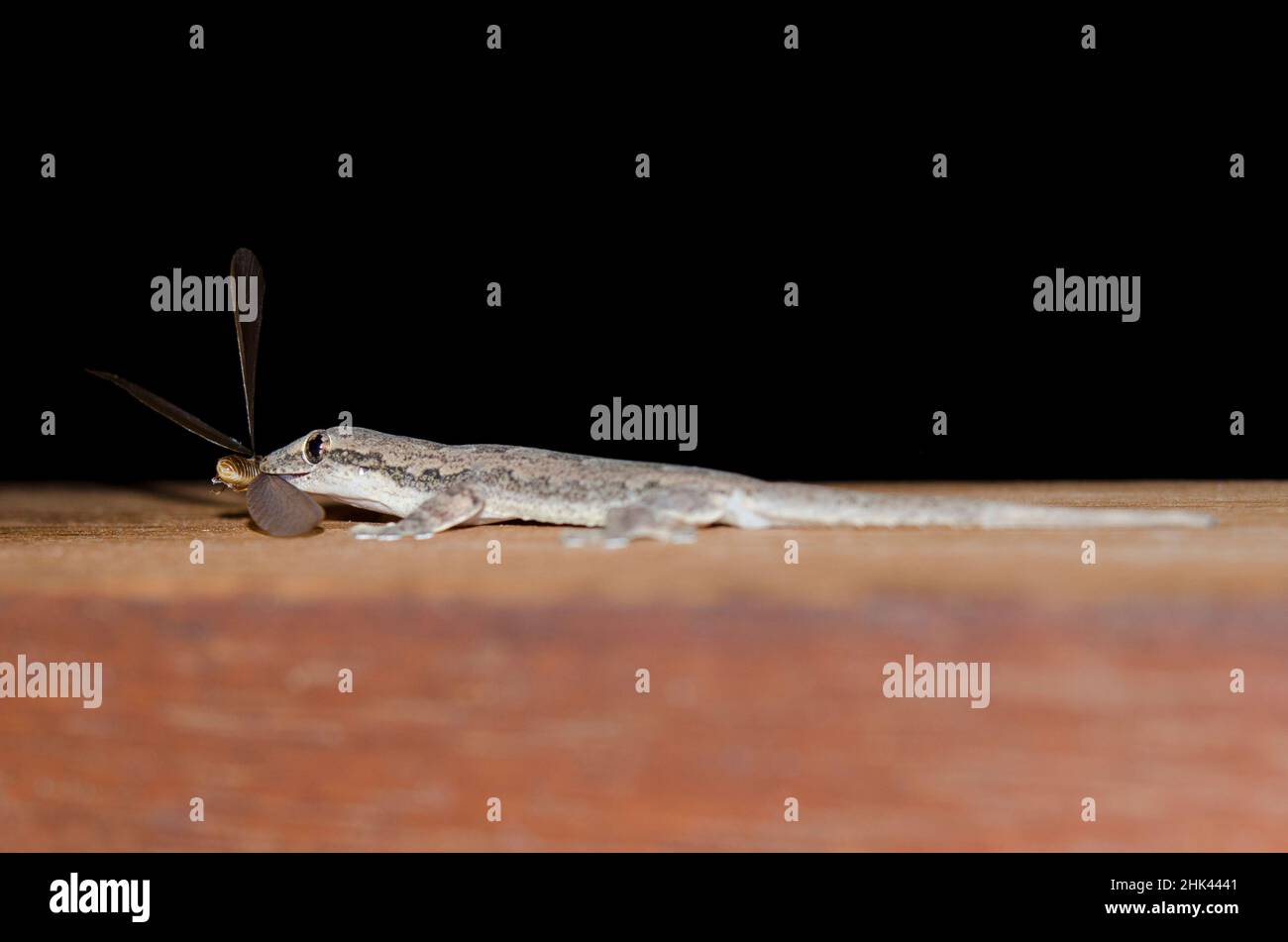 Flat-tailed House Gecko, Hemidactylus platyurus, eating Flying Ant, Formicidae Family, Pering, Gianyar, Bali, Indonesia Stock Photo