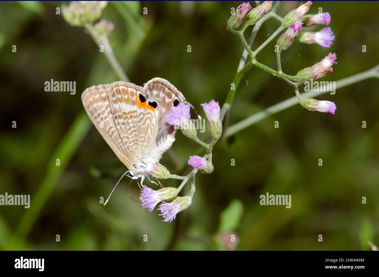 Pea Blue Buttefly, Lampides boeticus, with proboscis on Goatweed flower, Ageratum conyzoides, Pering, Gianyar, Bali, Indonesia Stock Photo