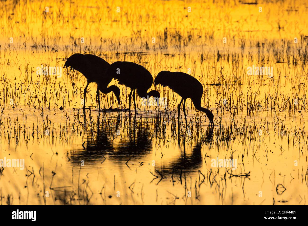 USA, New Mexico, Bosque del Apache Natural Wildlife Refuge. Sandhill cranes backlit at sunset. Credit as: Cathy & Gordon Illg / Jaynes Gallery / Danit Stock Photo