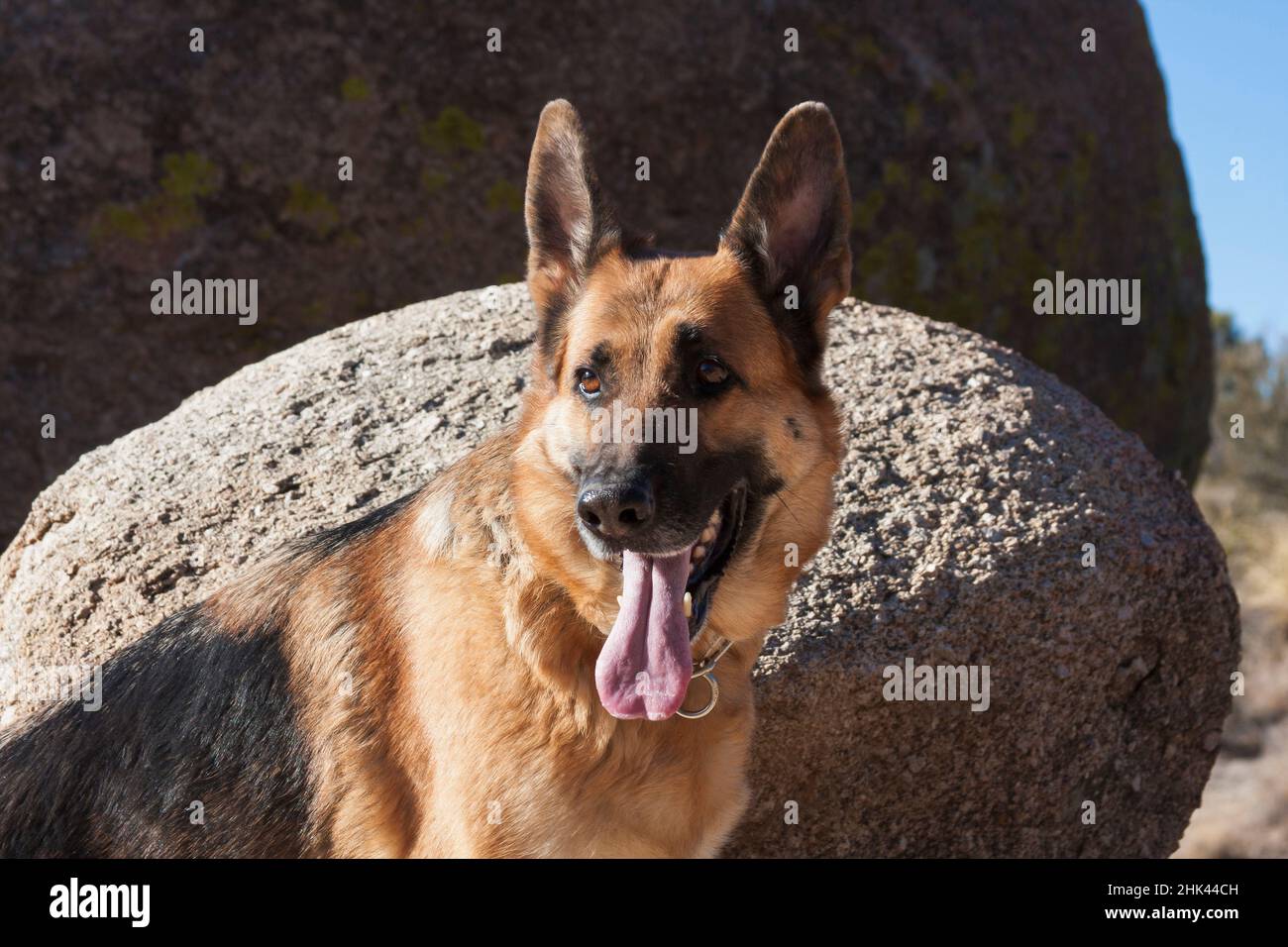 German Shepherd posing on rocks MR Stock Photo