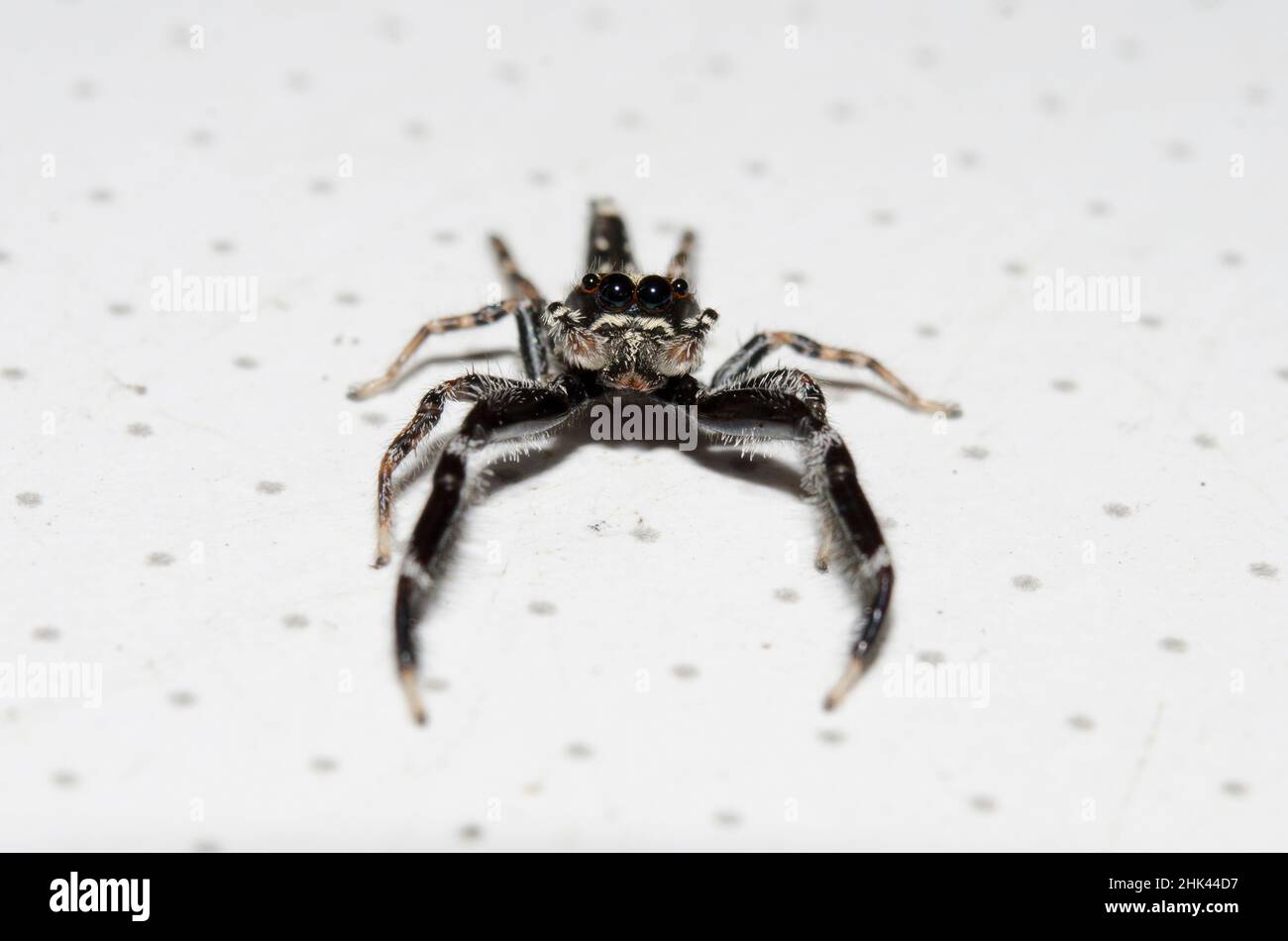 Jumping Spider, Bavia sexpunctata, Pering, Gianyar, Bali, Indonesia Stock Photo