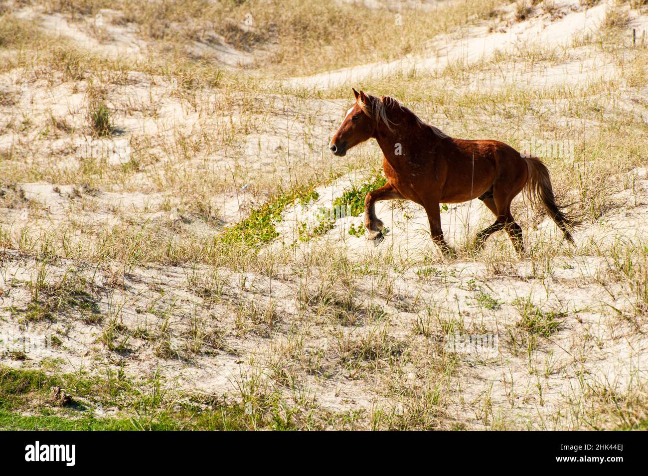 USA, North Carolina, wild horse, outer banks Stock Photo Alamy