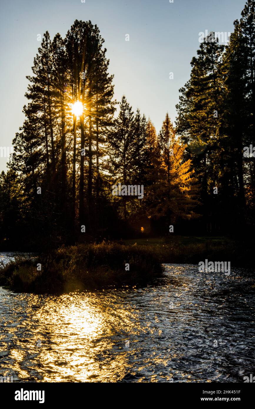 USA, Oregon. Camp Sherman, starburst through ponderosa pines at headwaters of Metolius River. Stock Photo