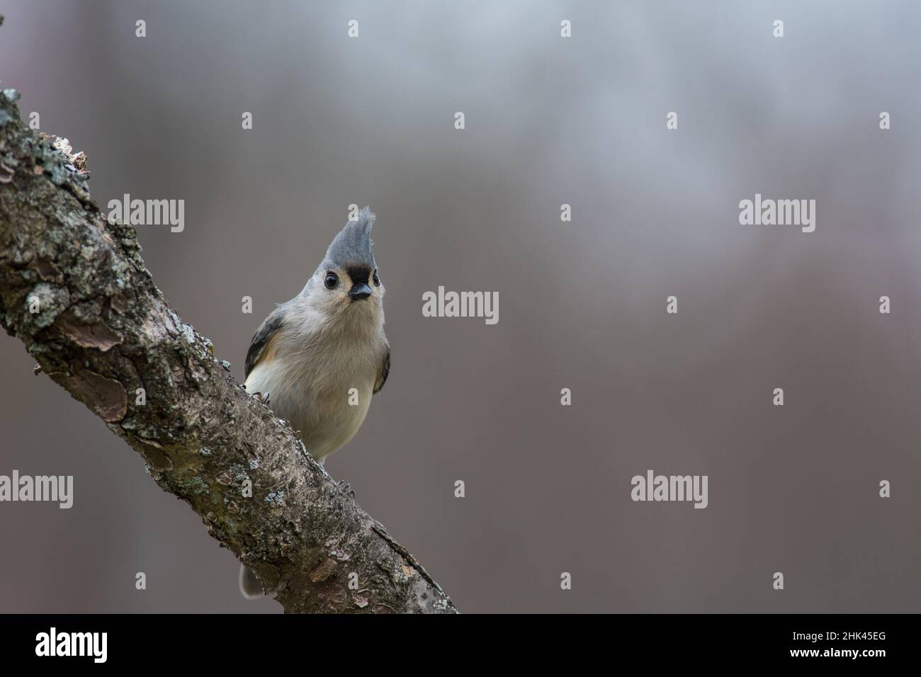 Tufted Titmouse looking out from a tree branch Stock Photo