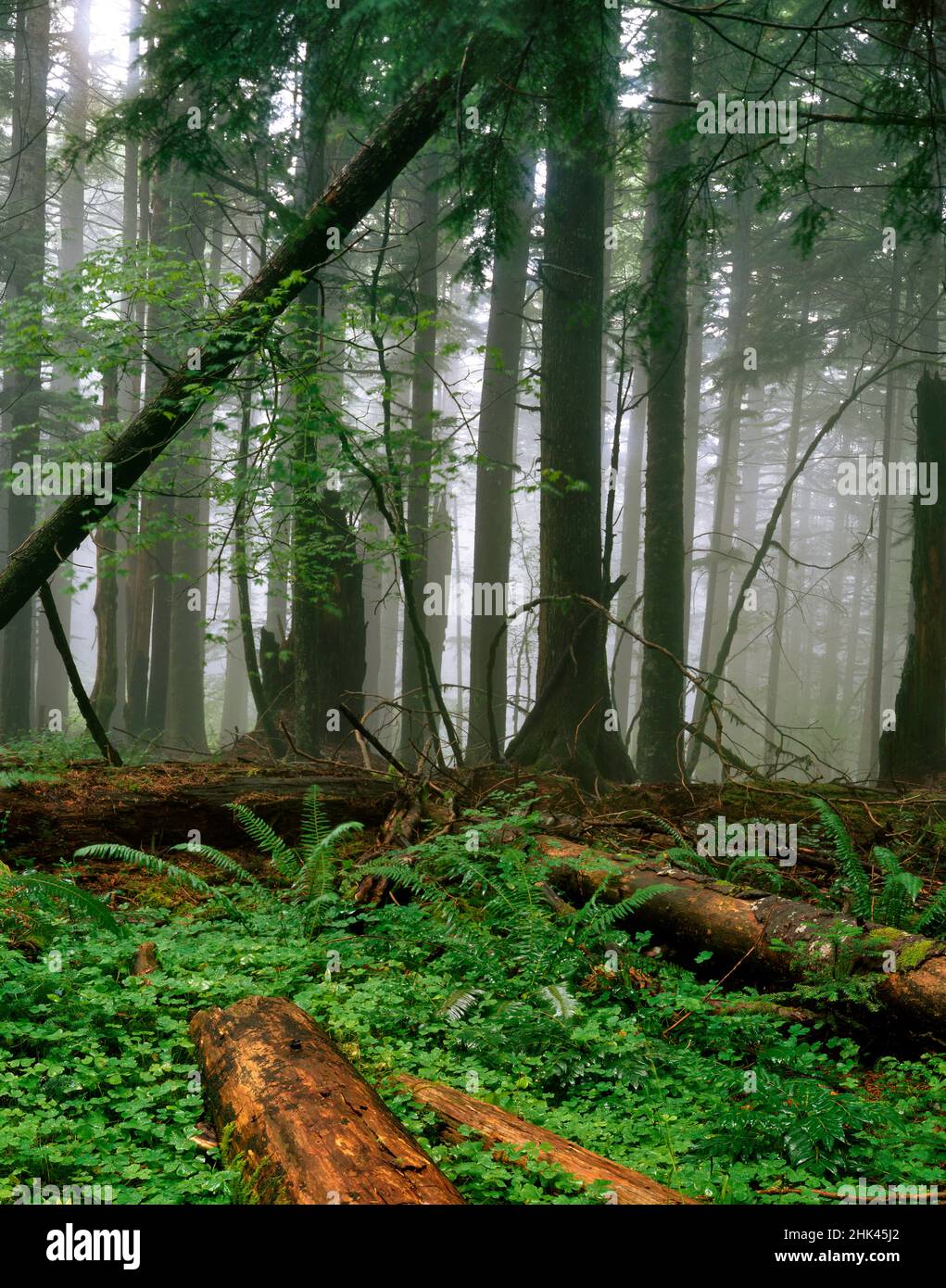 USA, Oregon, Mt. Hood National Forest. Foggy forest on Larch Mountain ...