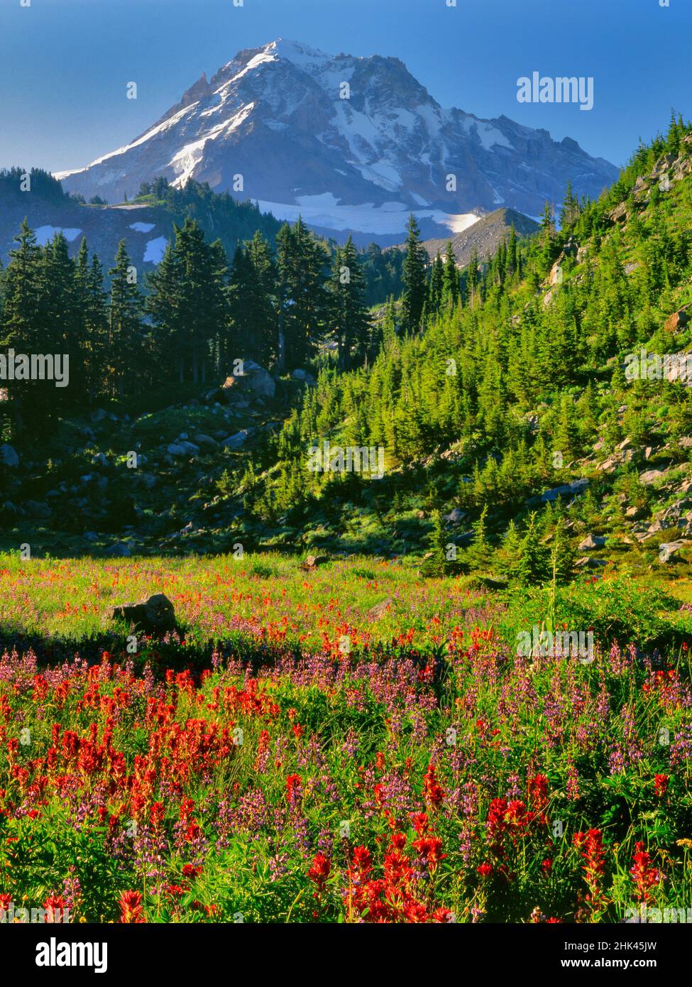 USA, Oregon, Mt. Hood National Forest. Mt. Hood and valley flowers ...