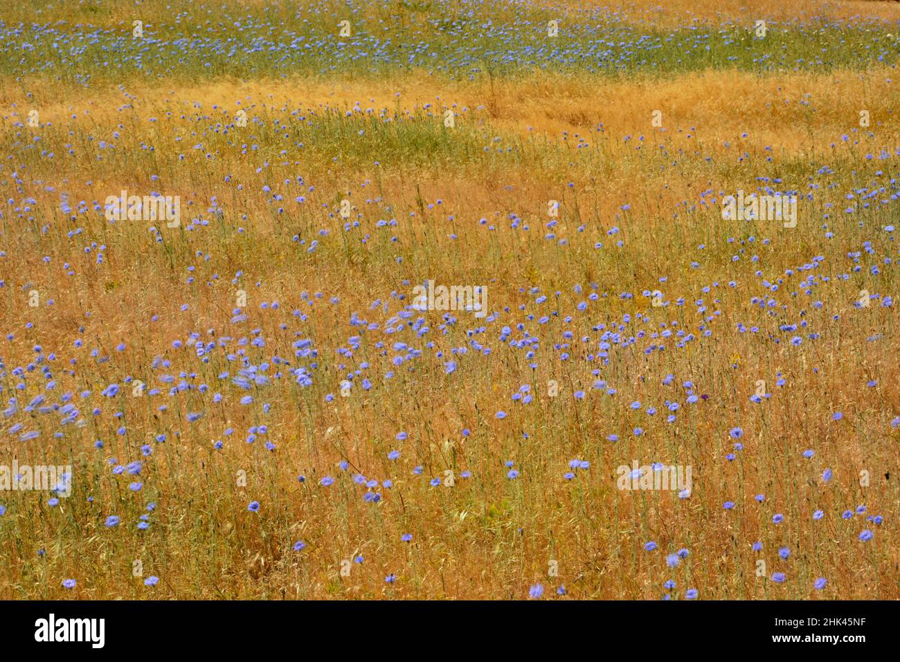 USA, Oregon, Columbia River Gorge National Scenic Area. Bachelor buttons in field. Stock Photo