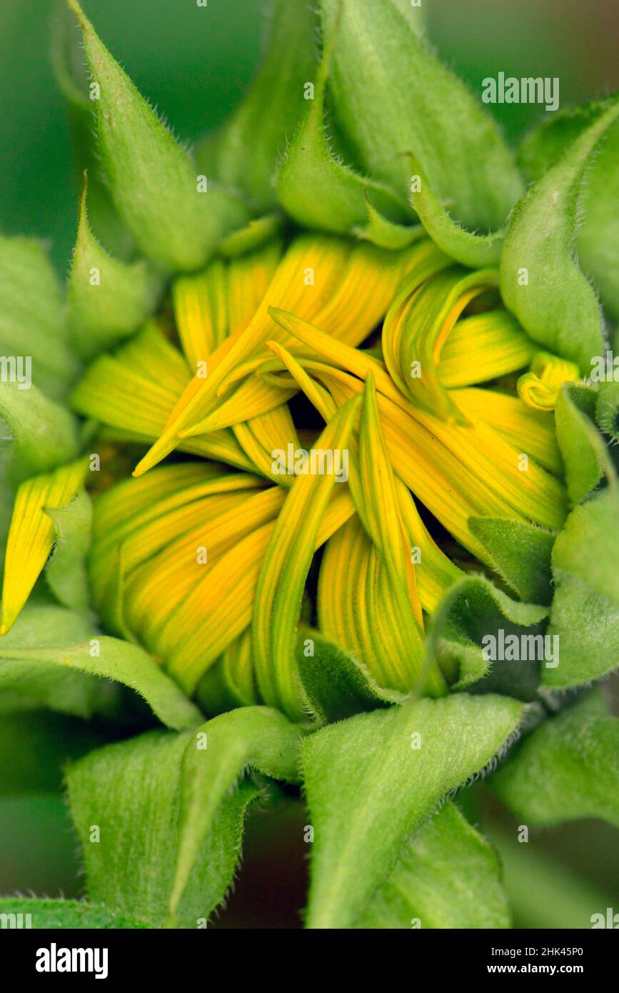 USA, Oregon. Center of opening sunflower. Stock Photo