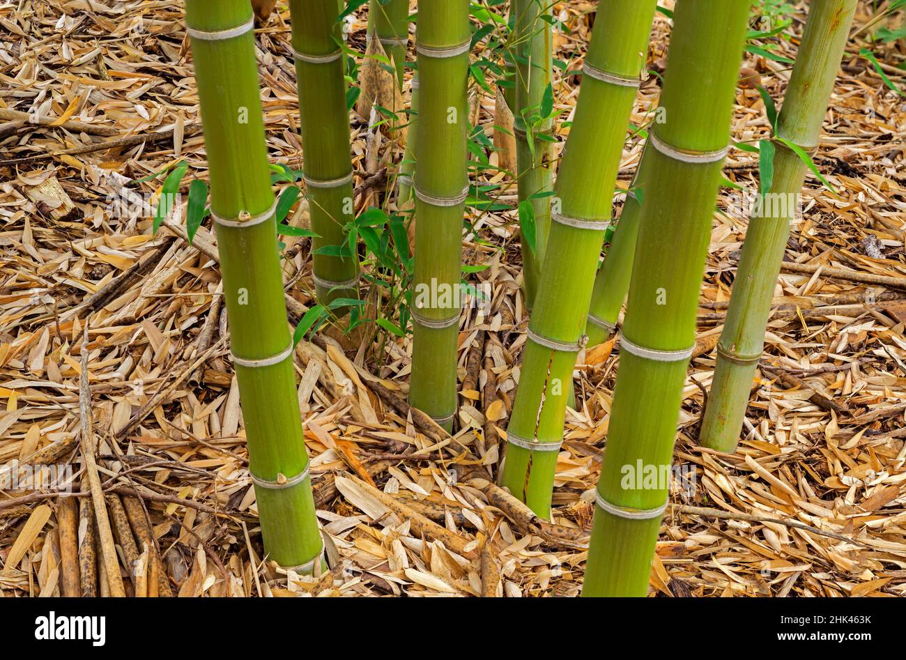 USA, Oregon, Portland. Hoyt Arboretum, Bamboo (Phyllostachys parvifolia), this cold tolerant species is native to China. Stock Photo