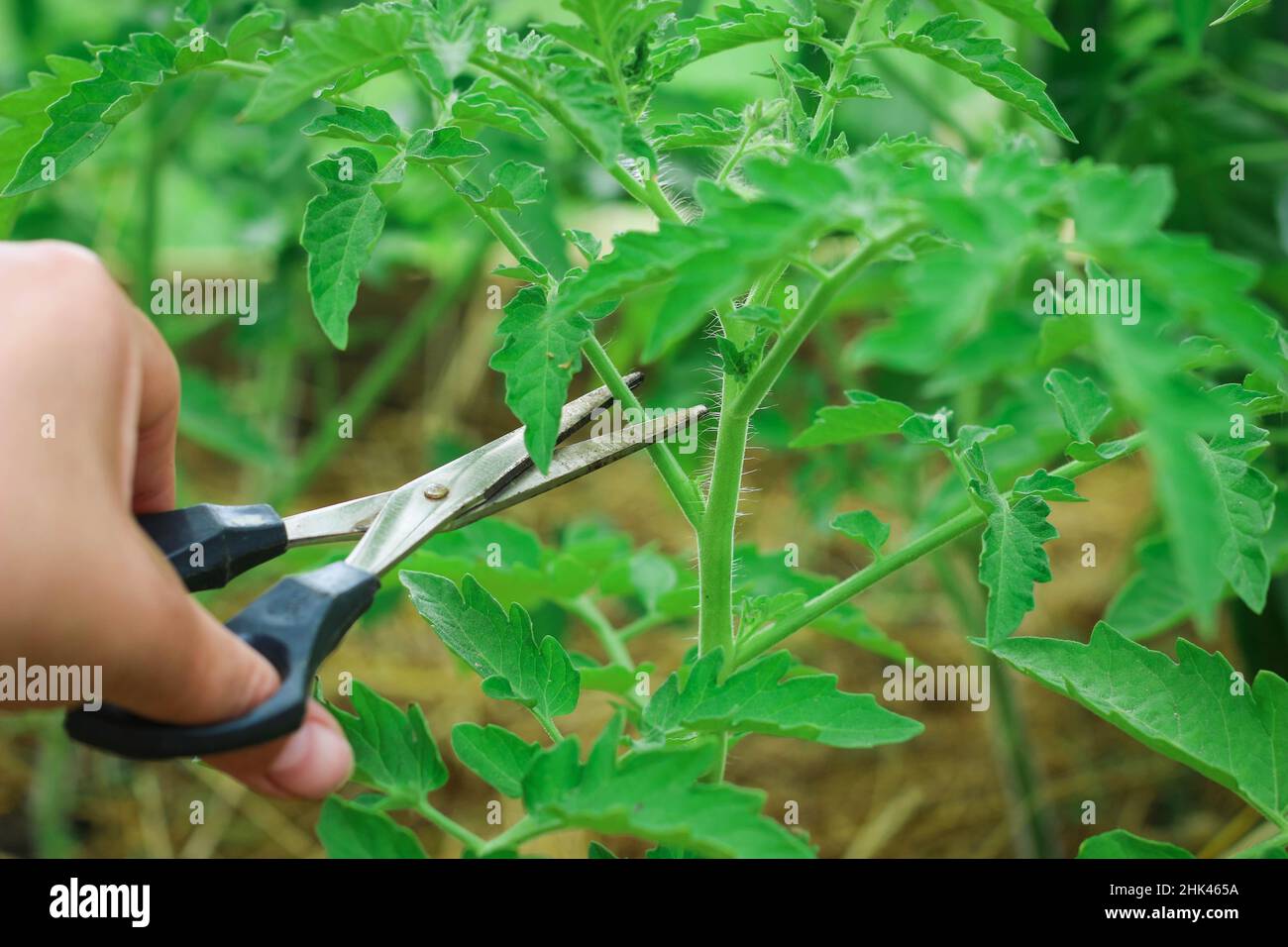 Care for Tomato Plant. Woman is pruning tomato plant