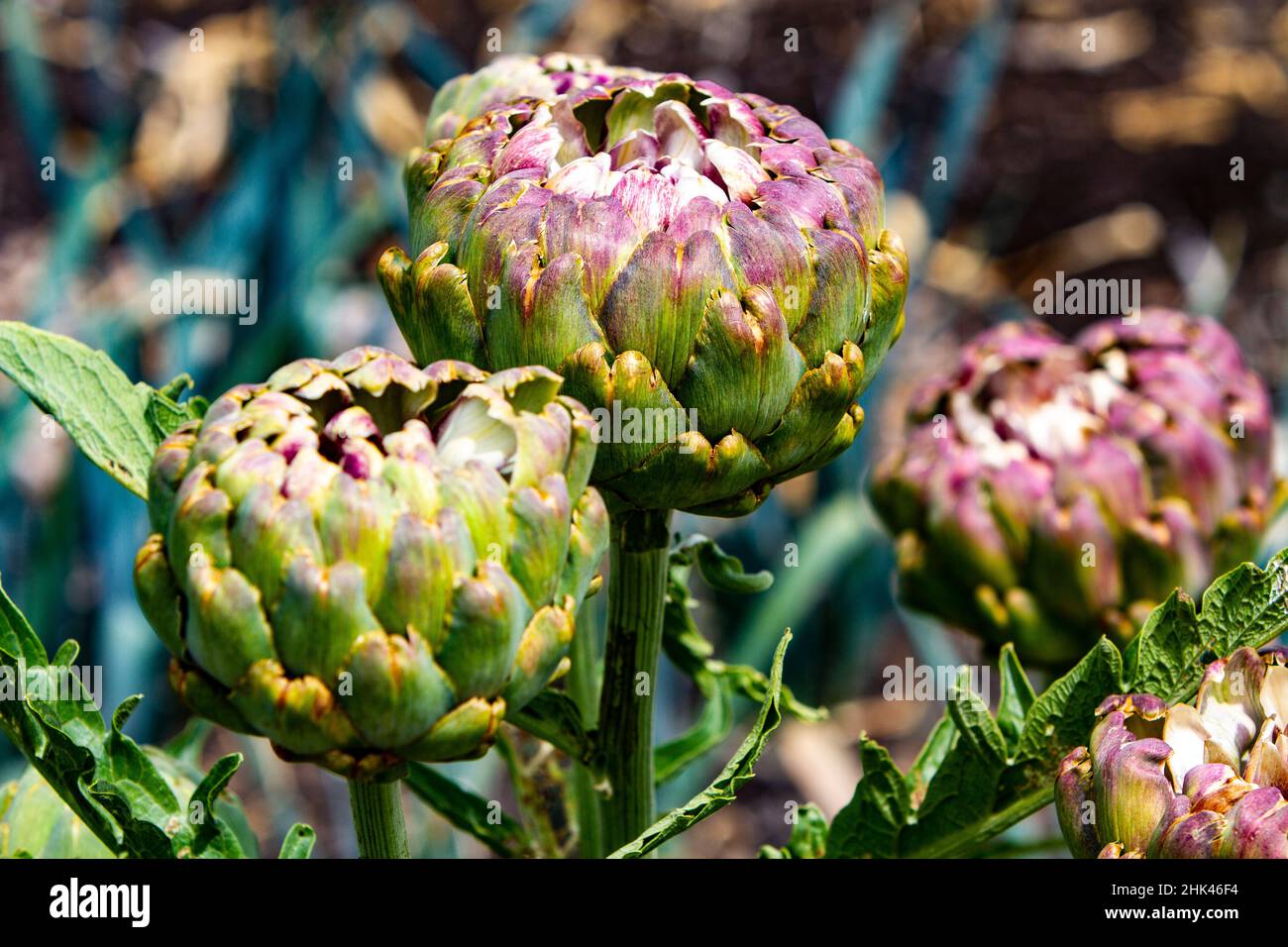 USA, Oregon, McMinnville. Artichoke plants in the garden. Stock Photo