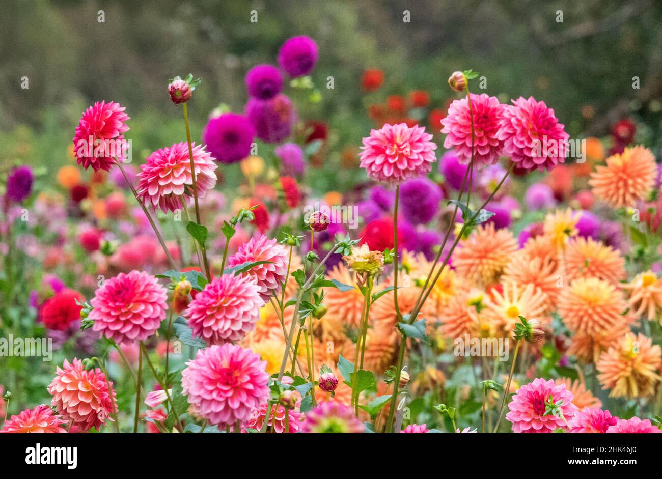 USA, Oregon, Canby, Swam Island Dahlias, Dahlia flower garden in full color Stock Photo