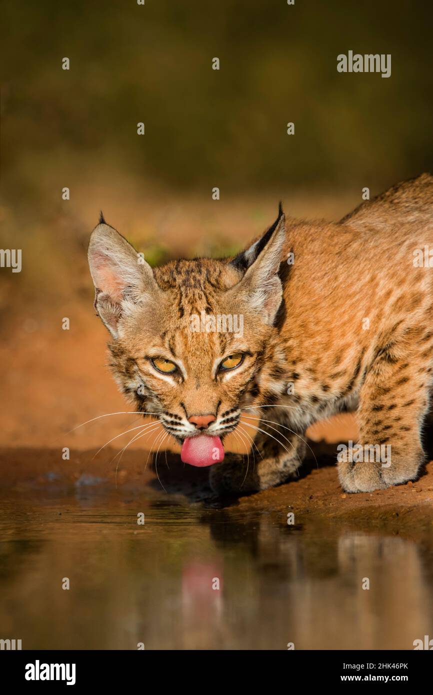 Bobcat (Lynx rufus) drinking Stock Photo