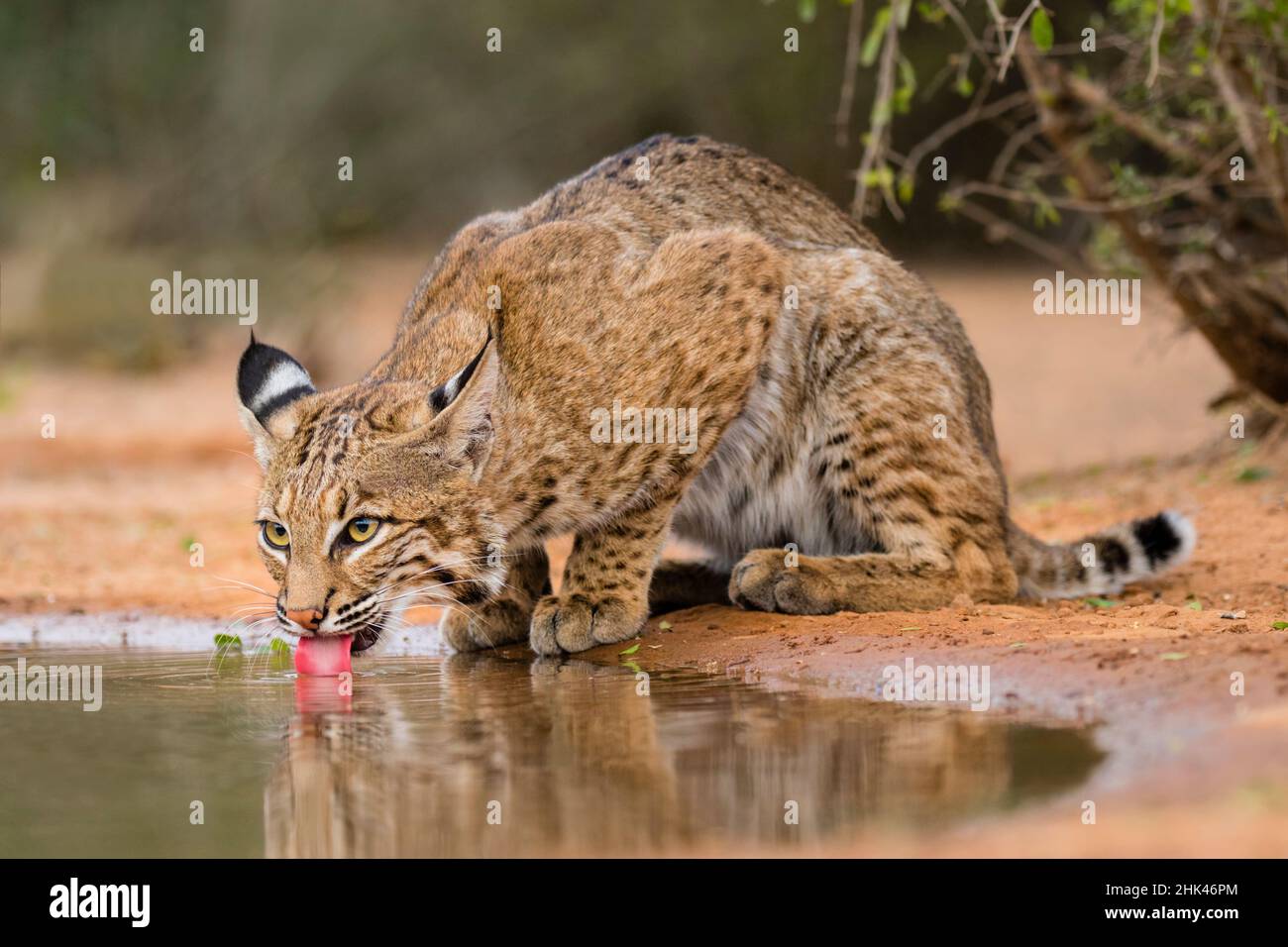 Bobcat (Lynx Rufus) drinking Stock Photo