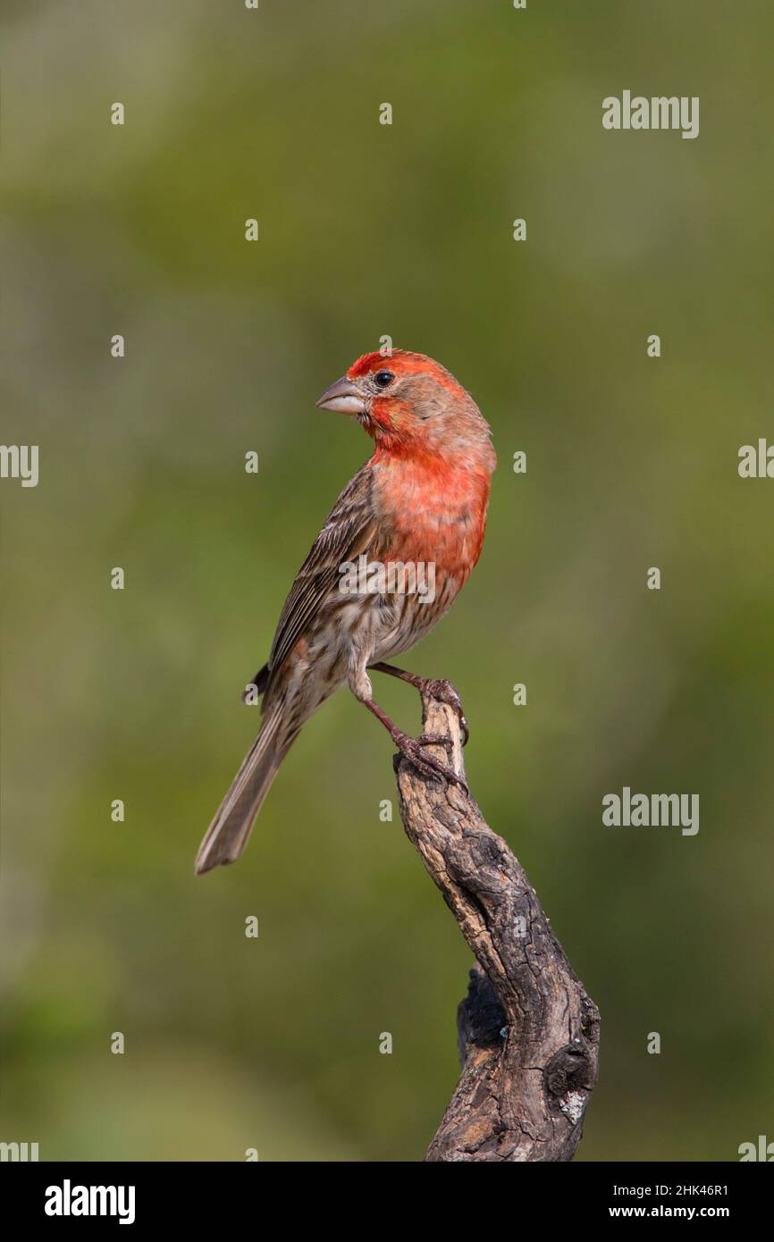 House Finch (Carpodacus mexicanus) male perched Stock Photo