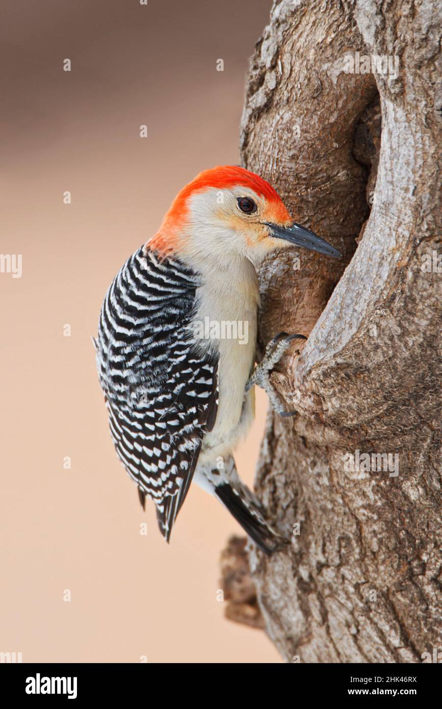 Red-bellied Woodpecker (Melanerpes carolinus) foraging Stock Photo