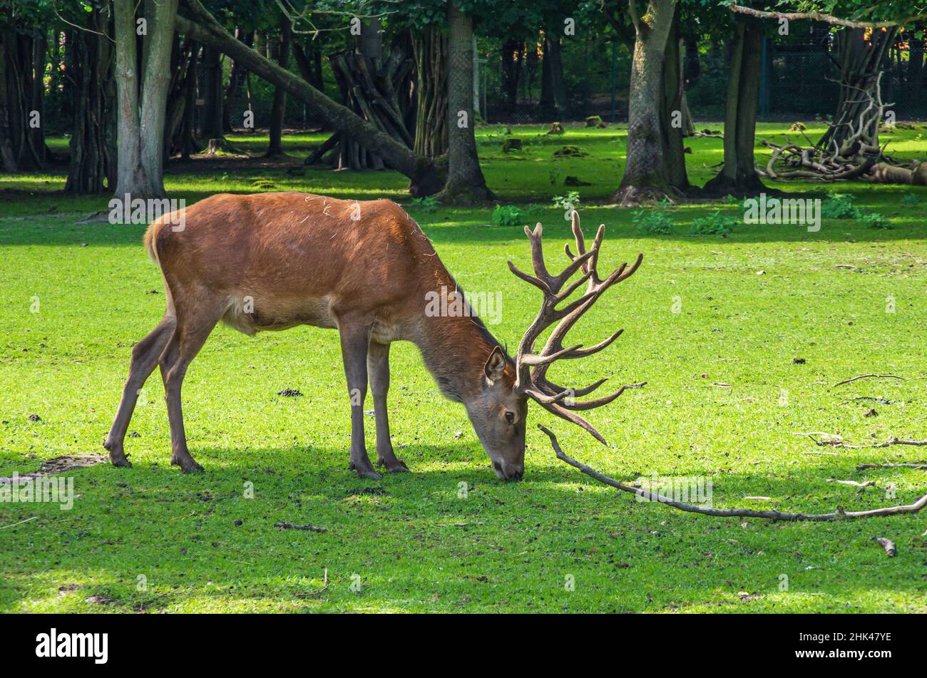 Male red deer with unrubbed antlers, i.e. still covered with velvet, in a game reserve on the Possen, Sondershausen, Thuringia, Germany. Stock Photo