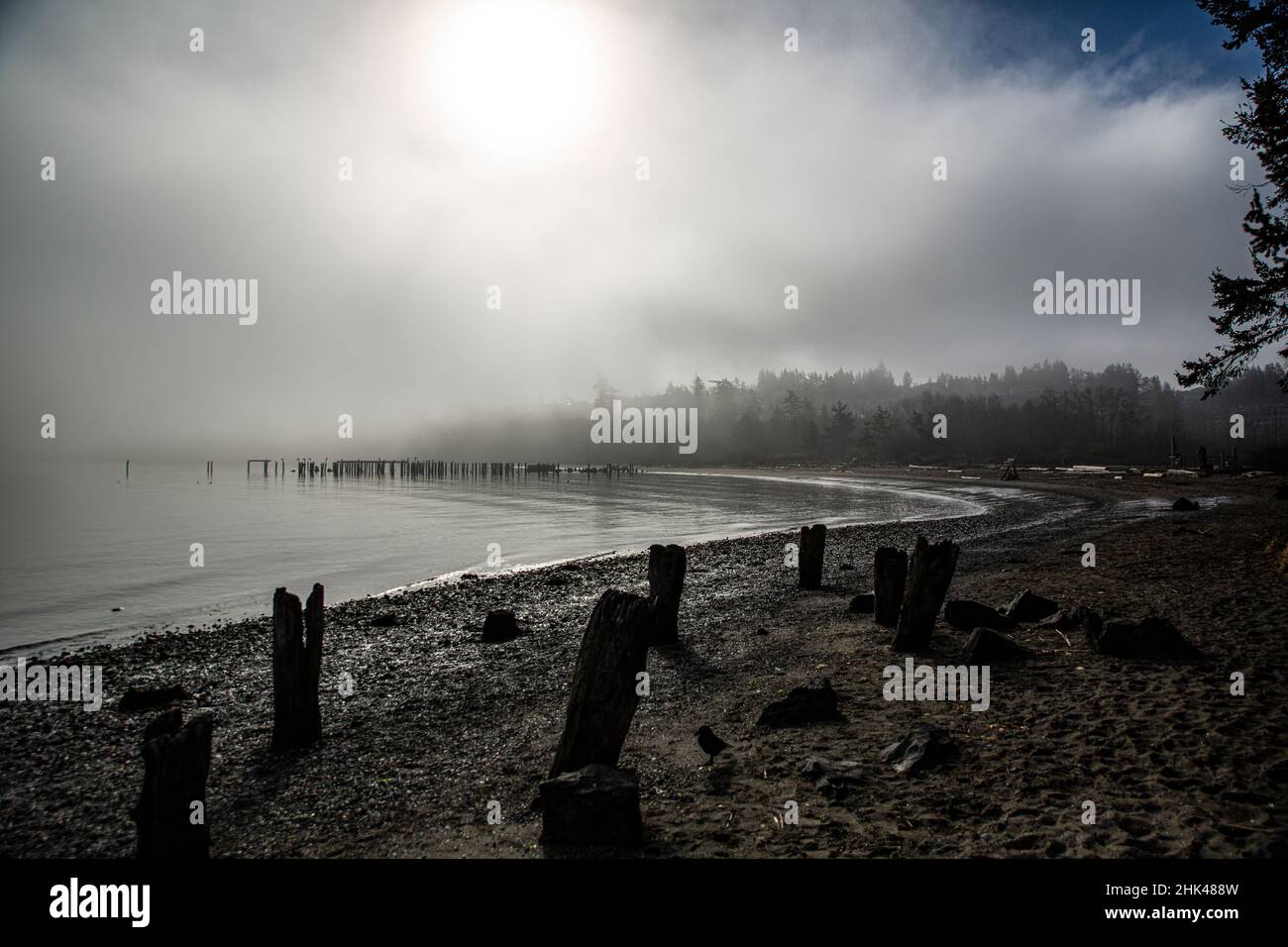 Ship Harbor, Anacortes, Washington State, salmon cannery pilings, beach, fog, crow Stock Photo