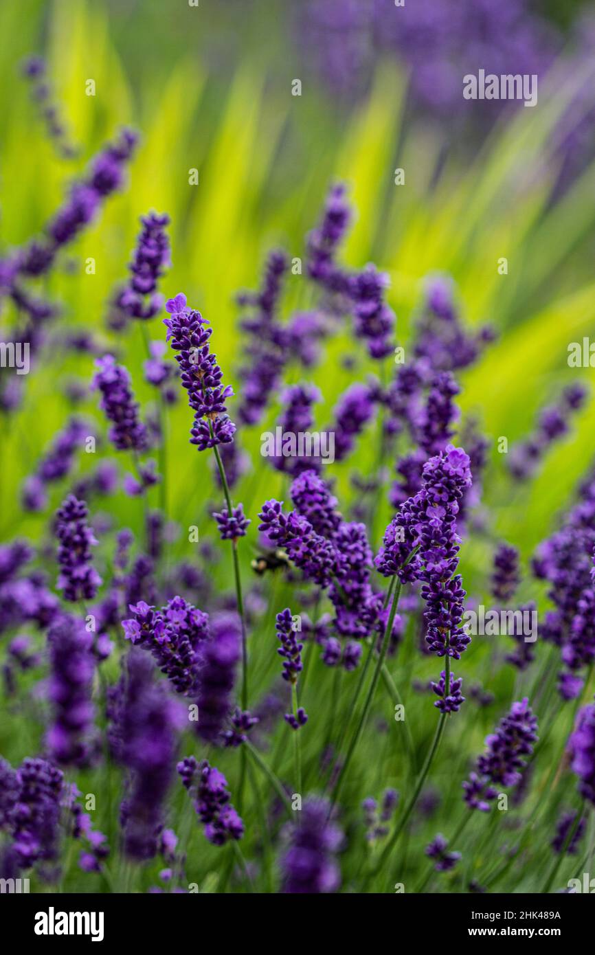 Sequim, Washington State, lavender field blooms Stock Photo Alamy