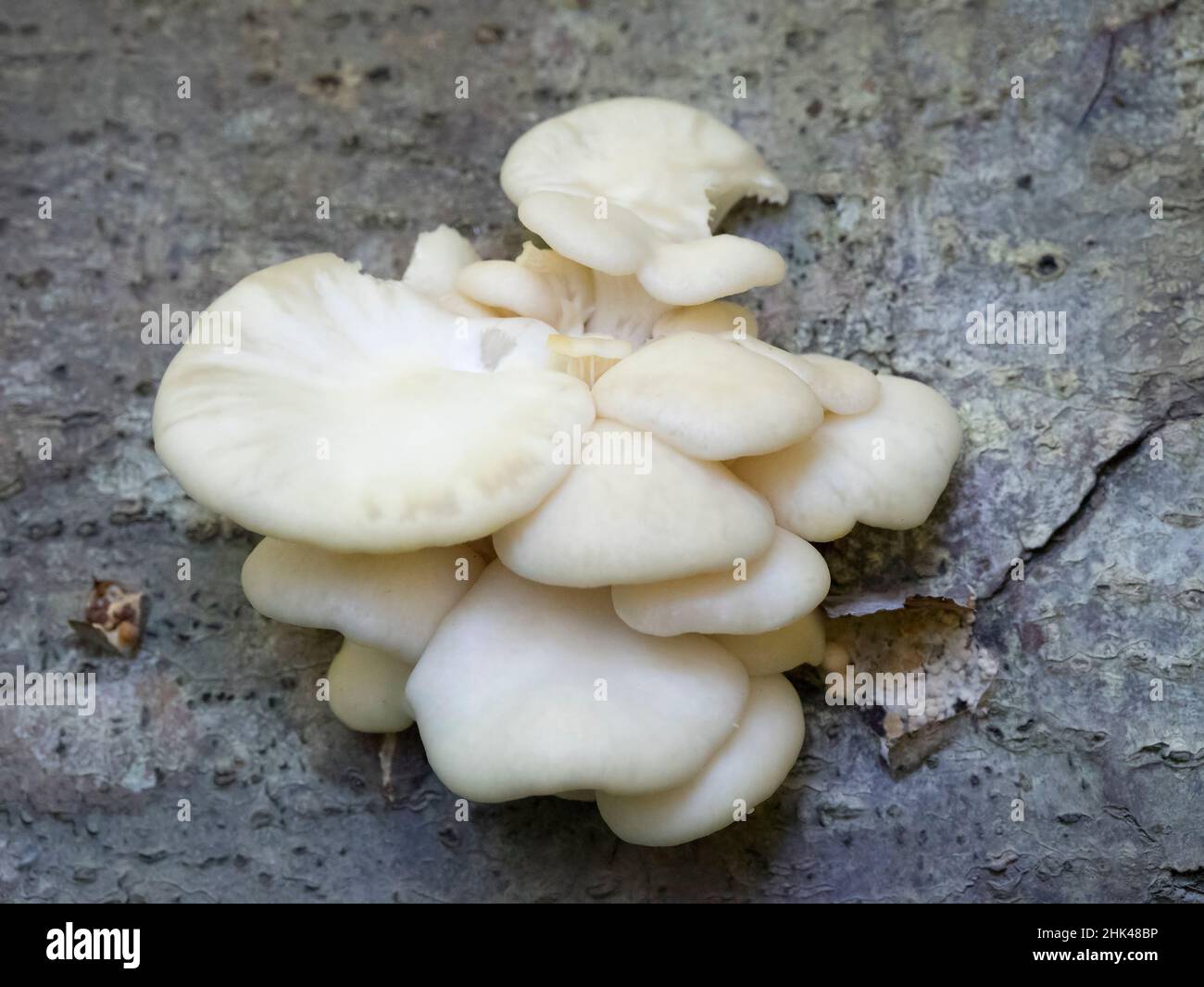 USA, Washington State. Central Cascades, white cheese polypore. Stock Photo