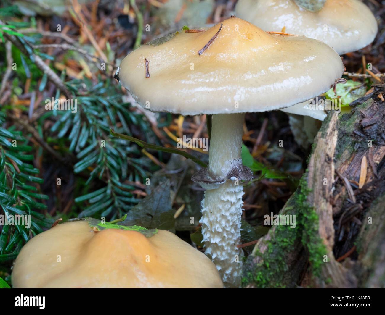 USA, Washington State. Central Cascades, blushing fiber head mushroom. Stock Photo