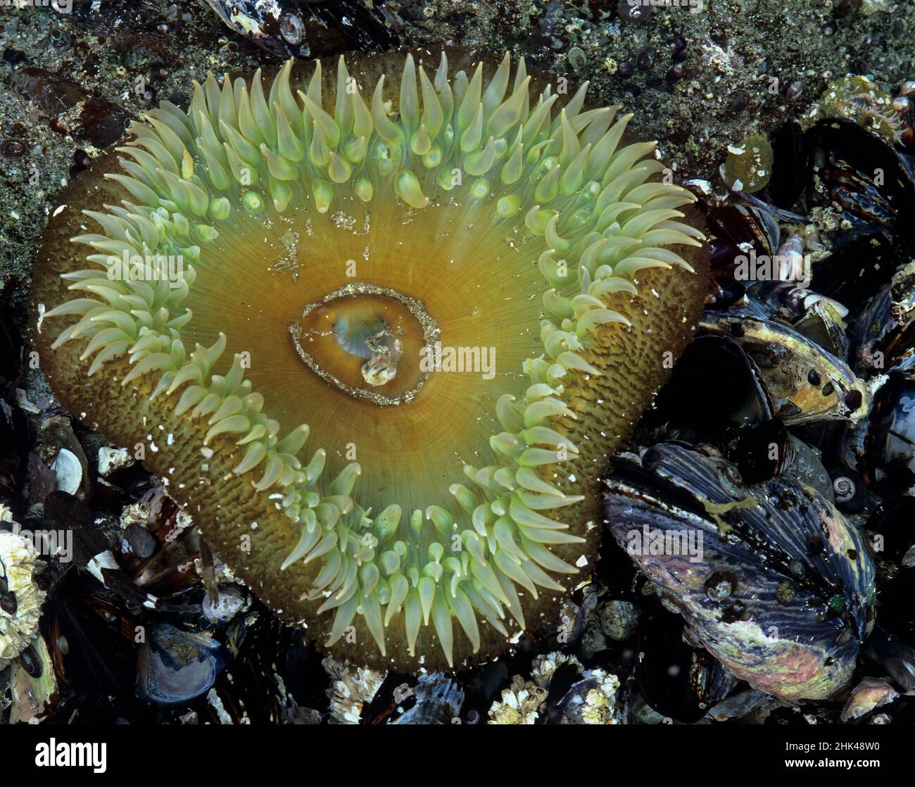 Washington State, Olympic National Park, Shi Shi Beach, Giant Green Anemone (Anthopleura xanthogrammica) Stock Photo