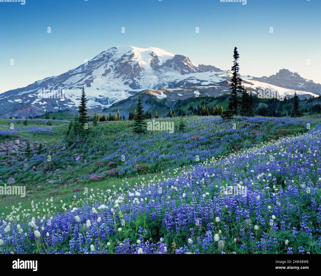 Washington State, Mount Rainier National Park, Lupine and Bistort meadow on Mazama Ridge Stock Photo