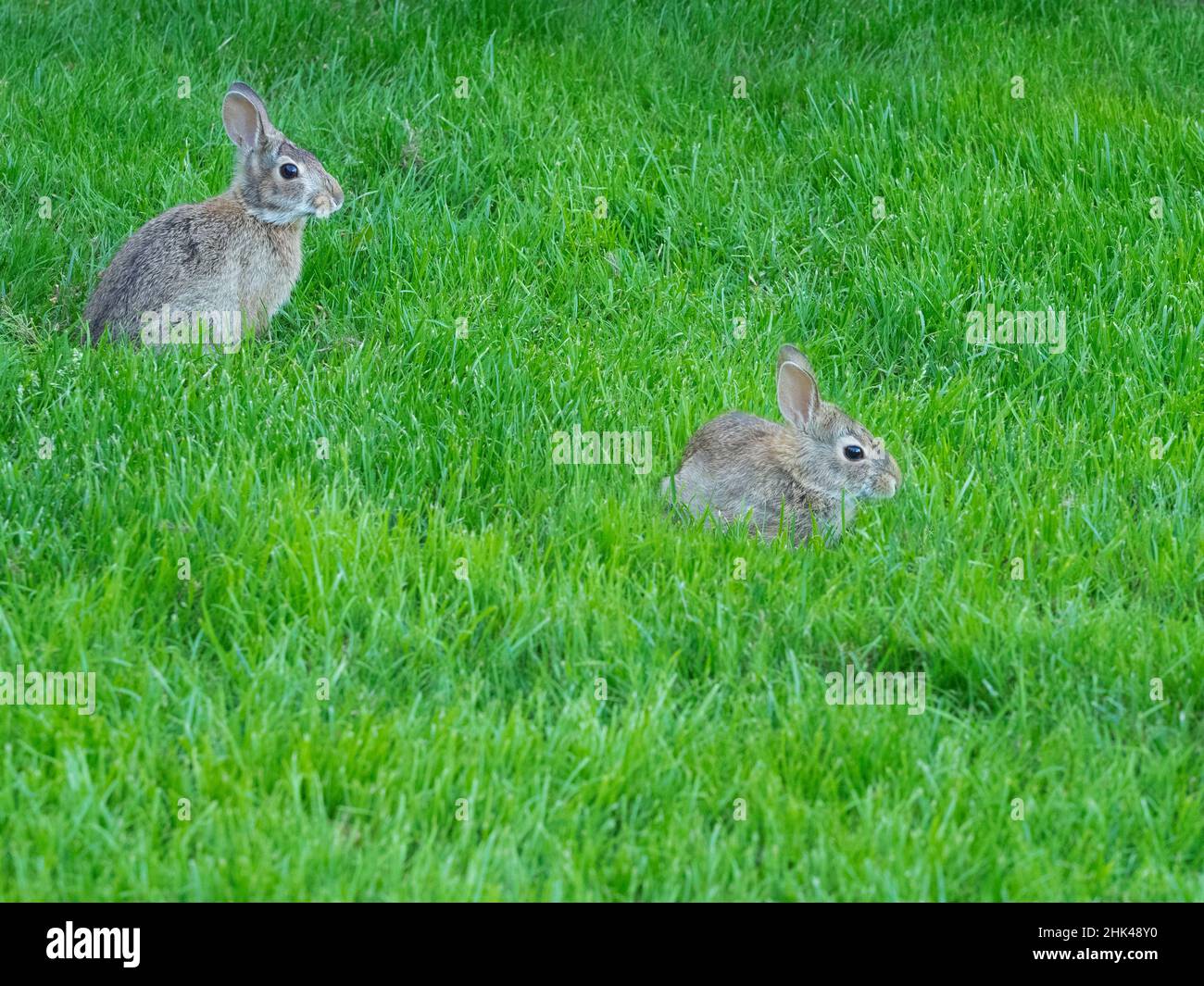 Washington State. Eastern cottontail, mother and baby Stock Photo