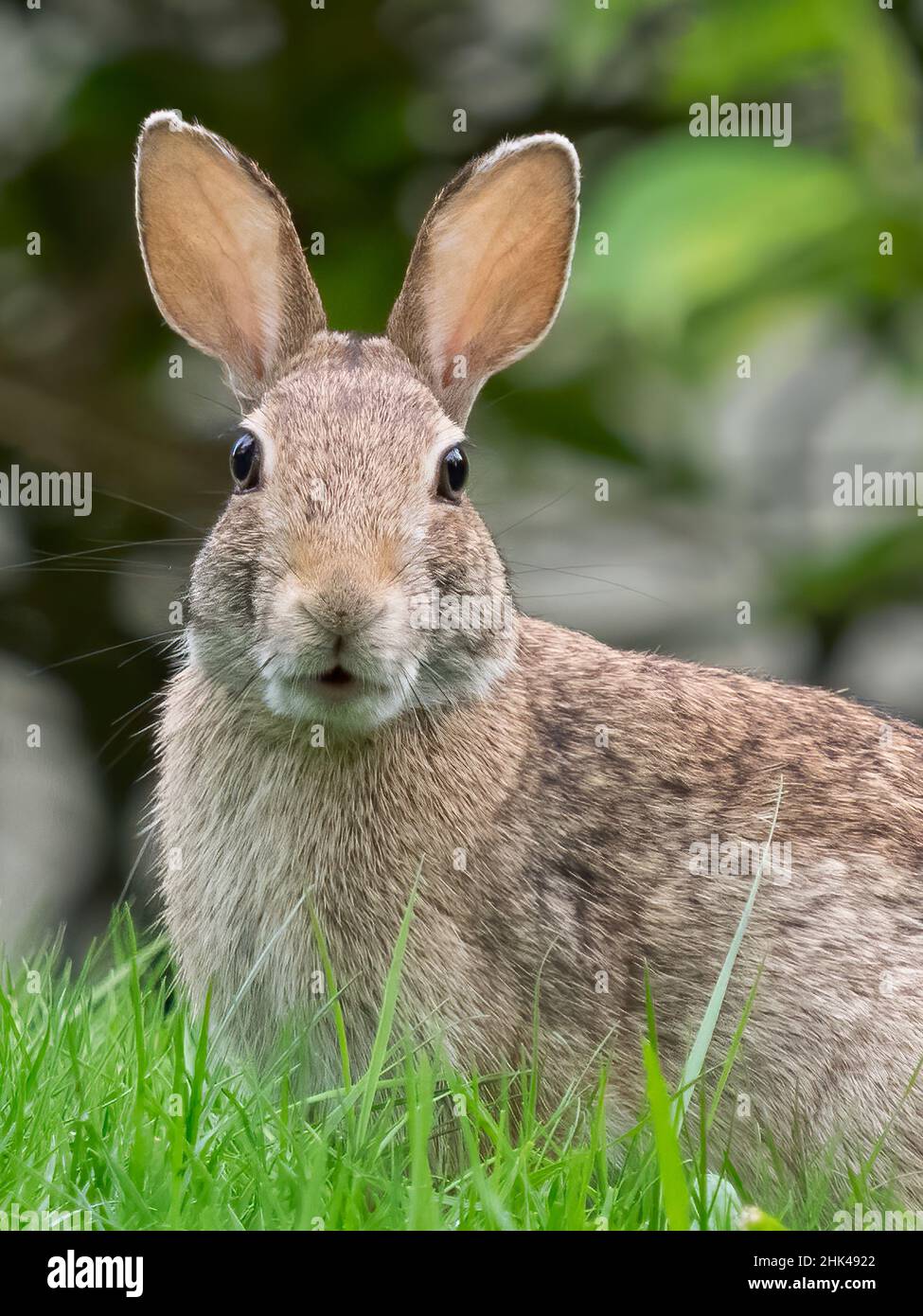 Washington State. Eastern cottontail Stock Photo