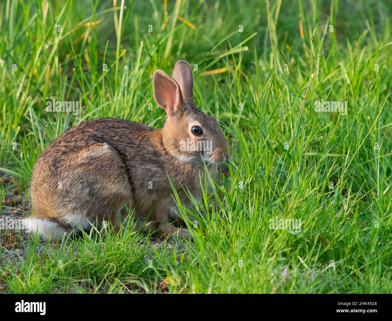 Washington State. Eastern cottontail Stock Photo