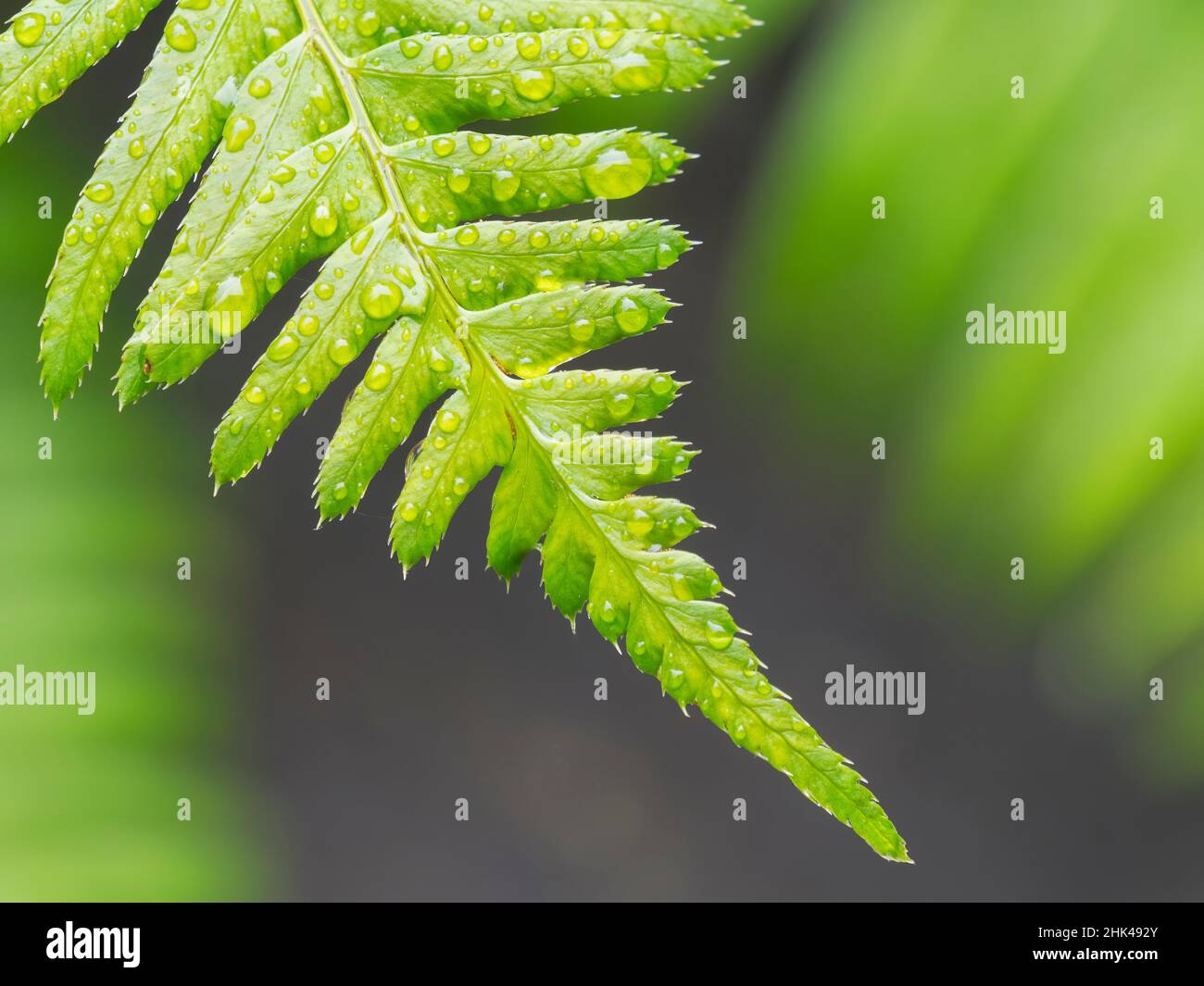 The sword of state hi-res stock photography and images - Alamy