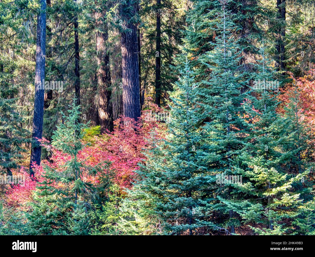 USA, Washington State. Autumn color with yellow, red and green. Stock Photo