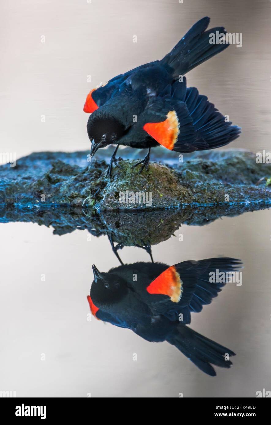 USA, Wyoming, Sublette County. Pinedale, a male Red-winged Blackbird is reflected as it calls from a small island in the middle of it's wetland in Spr Stock Photo