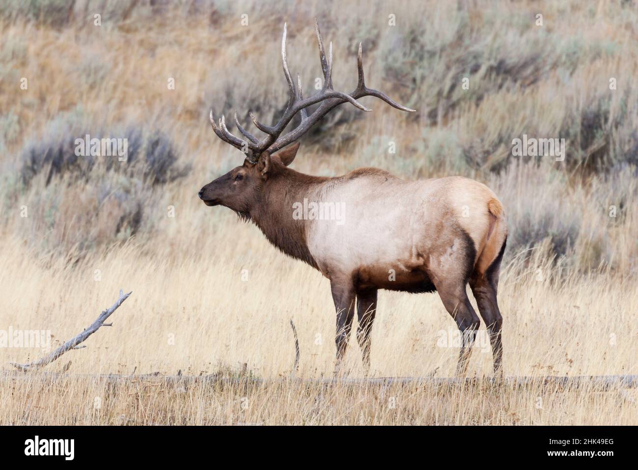 Large Elk Rack Yellowstone National Park, portrait of a bull elk with a large rack ...